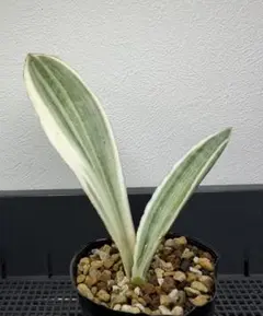 2026年最新】サンスベリア 希少の人気アイテム - メルカリ