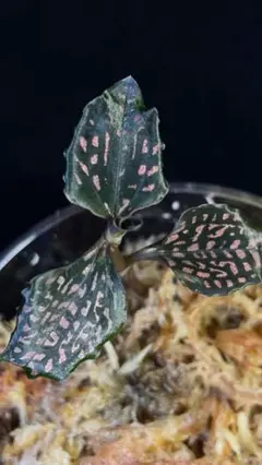 2026年最新】microchilus tridaxの人気アイテム - メルカリ