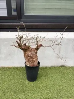 2026年最新】パキプス 現地球の人気アイテム - メルカリ