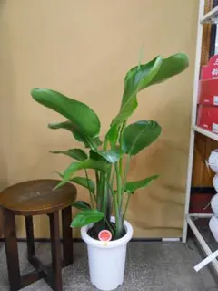 観葉植物　オーガスタ　７号　約９５センチのサムネイル