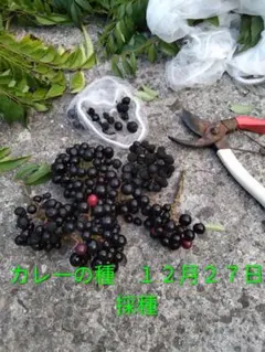 2025年最新】カレーリーフの人気アイテム - メルカリ