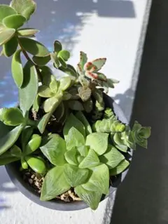 多肉植物寄せ植えセット