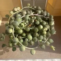 ひ*※様 グリーンネックレス②