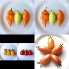 あきらっきょ様 リクエスト 4点 まとめ商品