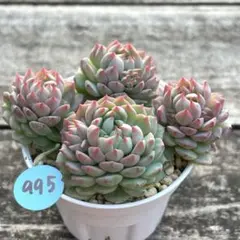 サリーちゃん様 リクエスト 4点 まとめ商品