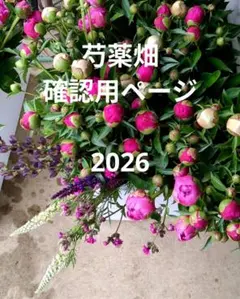 芍薬畑　確認用ページ　2026