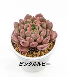 多肉植物 エケベリア ピンクルビー 抜き苗 - メルカリ