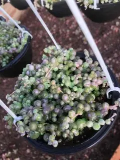 Top【選抜株】多肉植物 24455緑の鈴 セネシオ錦 24個 鉢無し/脱土