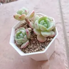 【多肉植物】バニラビズ カット