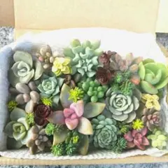 専用出品です♡ 多肉植物葉挿し苗セット☆匿名配送 2025年最新】多肉植物 葉挿しの人気アイテム - メルカリ