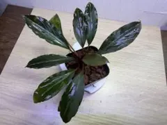 Bucephalandra sp Hybrid “Kayulapis 2” Bucephalandra sp Hybrid “kayulapis2” 細葉 - メルカリ