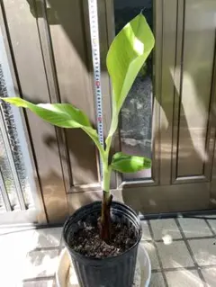 絶対糖度75㎝巨大株◇とにかく甘い◇スーパードワーフセニョリータ