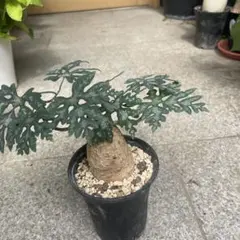 t*i様 【期間限定】【鬼コレクション株】アデニア ペリエリ(メタモルファ)発根 t*i様 【期間限定】【鬼コレクション株】アデニア ペリエリ