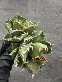 2026年最新】魔丸 アガベの人気アイテム - メルカリ