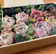 多肉植物 エケベリア セダム 寄せ植え 詰め合わせ