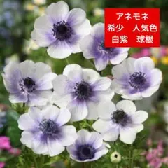 すっこ様 リクエスト 2点 まとめ商品