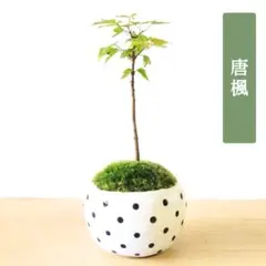 2026年最新】楓 盆栽の人気アイテム - メルカリ