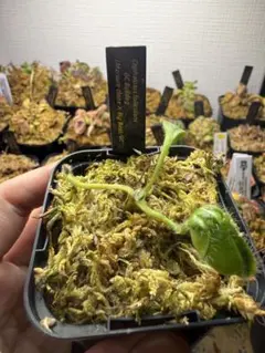 Cephalotus follicularis GC Bulldog - メルカリ