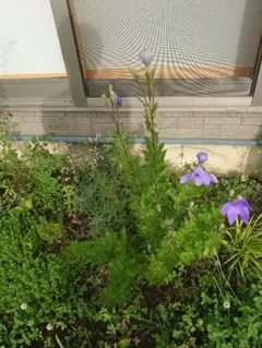 キキョウ苗　5本セットのサムネイル