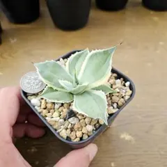 2025年最新】ホワイトアイス 錦の人気アイテム - メルカリ