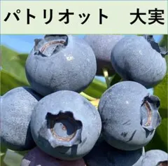 coron0429様 リクエスト 2点 まとめ商品