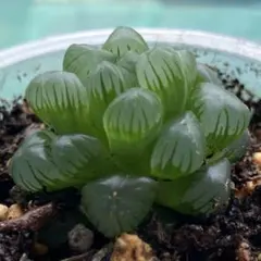 ♦︎ハオルチア　雫石　多肉植物のサムネイル