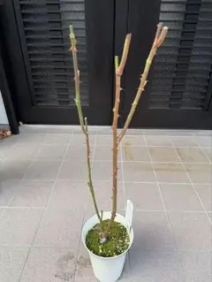 金明ラッキョウ竹　希少　盆栽　庭植　タケノコ 金明ラッキョウ竹 希少 盆栽 庭植 タケノコ - メルカリ