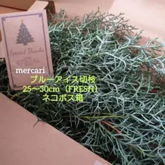 コニファーブルーアイス切り枝25～30cm（FRESH）ネコポス箱