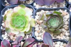 70#観葉植物 アエオニウム錦❤️ ハロウィン ❤️1大頭3小頭13cm 拔き