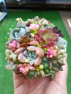 そのまま飾れる多肉植物寄せ植え♡