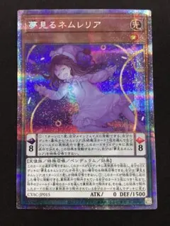 希少！アジア ネムレリア プリズマ 2026年最新】ネムレリア プリズマの人気アイテム - メルカリ