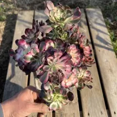 多肉植物 ヴォードゥー法師抜き苗3株 多肉植物 ヴォードゥー法師抜き苗3株 - メルカリ