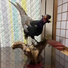 キジの置物 71jXqgBWFKL._AC_UF894,