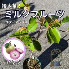激レア【ミルクフルーツ】接木苗！ピンク スターアップル 水晶柿のサムネイル