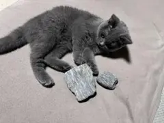 Item thumbnail for item 389b54b3-bc6e-418a-b218-a4e5f5f9ebac