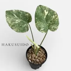 六本木くん様 リクエスト 2点 まとめ商品