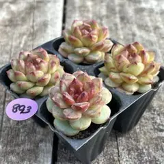 SALE❗️893多肉植物　エケベリア　グレープジェニー　抜き苗　4苗セット❣️