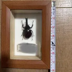 巨大な南米のテイオウハムシ【標本】 - メルカリ