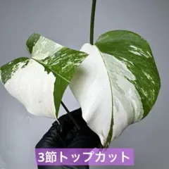 230 斑入りモンステラ ボルシギアナ ホワイトタイガー ハーフムーン 茎のサムネイル
