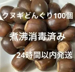 クヌギどんぐり　　2㎝位　　100個