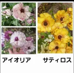 ラナンキュラスラックス 球根2種Lセットのサムネイル