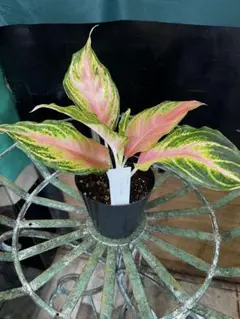 特別企画 Aglaonema アグラオネマ トリカラー SO ② - メルカリ