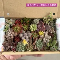 多肉植物 カット苗 寄せ植えセット 小苗 詰め合わせ