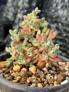 2026年最新】ドロサンテマム 多肉の人気アイテム - メルカリ