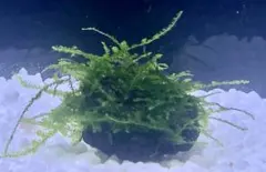 まろくん様 リクエスト 2点 まとめ商品