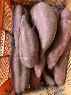 クゥちゃん様専用 シルク大10