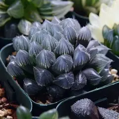 ハオルチア 巨大赤線オブツーサ