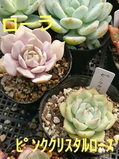 京Succulent様 リクエスト 2点 まとめ商品