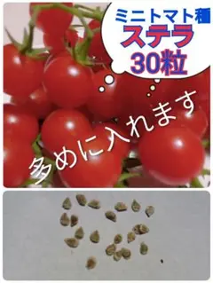 2026年最新】ステラミニトマトの人気アイテム - メルカリ