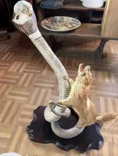 2026年最新】コブラ剥製の人気アイテム - メルカリ